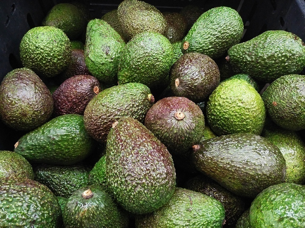 Cultivation Of 200Acre Avocado Plantation Begins In Abuakwa Under 1D1F